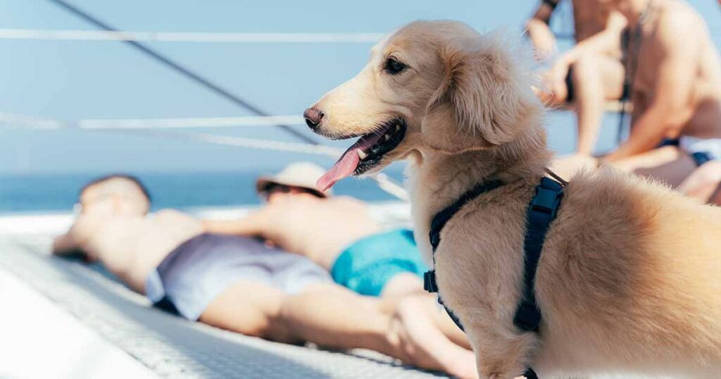 飛去玩遊艇是最專業的寵物友善遊艇船公司